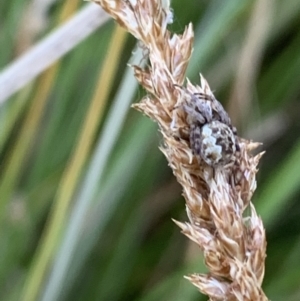 Araneus hamiltoni at Belconnen, ACT - 1 Nov 2023