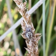 Araneus hamiltoni at Belconnen, ACT - 1 Nov 2023