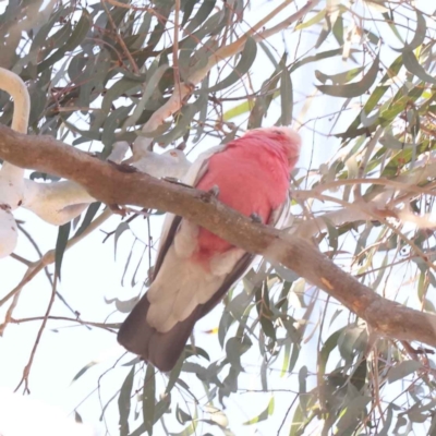 Eolophus roseicapilla (Galah) at Bruce Ridge to Gossan Hill - 30 Oct 2023 by ConBoekel