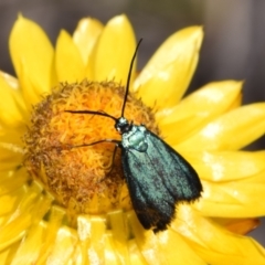 Pollanisus (genus) (A Forester Moth) at QPRC LGA - 1 Nov 2023 by DianneClarke