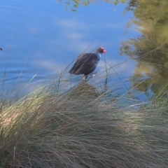 Porphyrio melanotus (Australasian Swamphen) at Belconnen, ACT - 1 Nov 2023 by Kireet