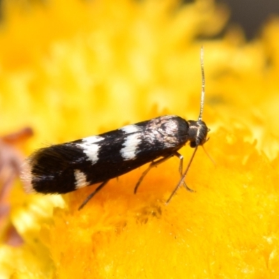 Eretmocera (genus) (Scythrididae family) at Mount Jerrabomberra - 1 Nov 2023 by DianneClarke