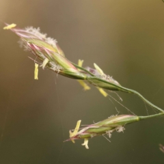 Lolium arundinaceum (Tall Fescue) at Bruce, ACT - 31 Oct 2023 by ConBoekel