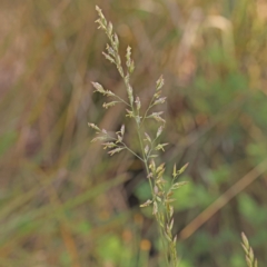 Lolium arundinaceum at Bruce, ACT - 31 Oct 2023 08:32 AM