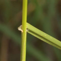 Festuca arundinacea at Bruce, ACT - 31 Oct 2023