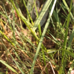 Lolium arundinaceum at Bruce, ACT - 31 Oct 2023