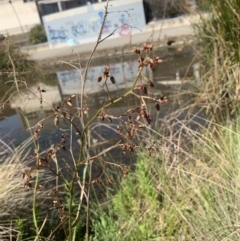 Dianella sp. (Flax Lily) at Belconnen, ACT - 1 Nov 2023 by Butterflygirl