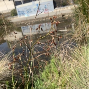 Dianella sp. at Belconnen, ACT - 1 Nov 2023 03:27 PM