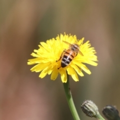 Apis mellifera (European honey bee) at North Mitchell Grassland  (NMG) - 31 Oct 2023 by HappyWanderer