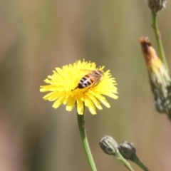 Apis mellifera at Franklin, ACT - 1 Nov 2023 10:47 AM