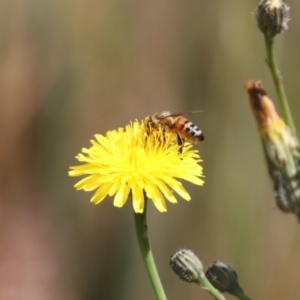 Apis mellifera at Franklin, ACT - 1 Nov 2023 10:47 AM