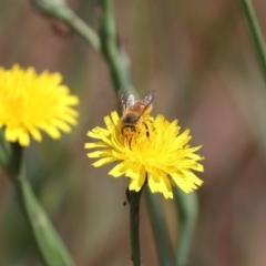 Apis mellifera at Franklin, ACT - 1 Nov 2023