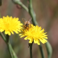 Apis mellifera at Franklin, ACT - 1 Nov 2023