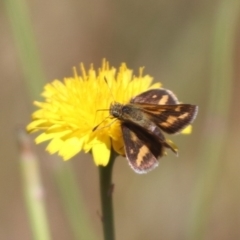 Taractrocera papyria (White-banded Grass-dart) at North Mitchell Grassland  (NMG) - 31 Oct 2023 by HappyWanderer