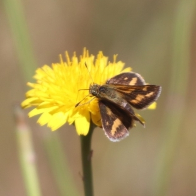 Taractrocera papyria (White-banded Grass-dart) at North Mitchell Grassland  (NMG) - 31 Oct 2023 by HappyWanderer