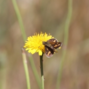 Taractrocera papyria at Franklin, ACT - 1 Nov 2023