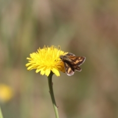 Taractrocera papyria at Franklin, ACT - 1 Nov 2023 10:45 AM