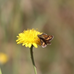 Taractrocera papyria at Franklin, ACT - 1 Nov 2023