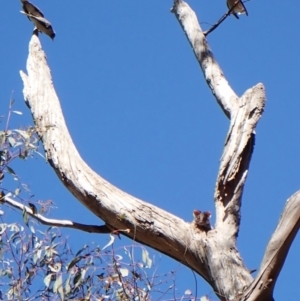 Pseudocheirus peregrinus at Belconnen, ACT - 31 Oct 2023