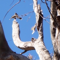 Pseudocheirus peregrinus at Belconnen, ACT - 31 Oct 2023