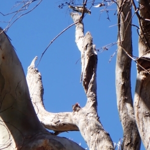 Pseudocheirus peregrinus at Belconnen, ACT - 31 Oct 2023