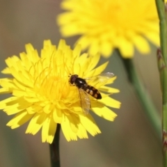 Melangyna sp. (genus) (Hover Fly) at Franklin, ACT - 31 Oct 2023 by HappyWanderer