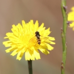 Melangyna sp. (genus) at Franklin, ACT - 1 Nov 2023