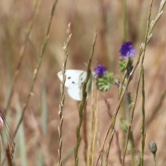 Pieris rapae (Cabbage White) at Franklin, ACT - 31 Oct 2023 by HappyWanderer