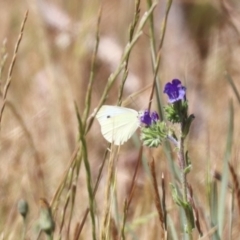 Pieris rapae at Franklin, ACT - 1 Nov 2023 10:52 AM