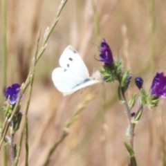 Pieris rapae at Franklin, ACT - 1 Nov 2023 10:52 AM