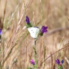 Pieris rapae at Franklin, ACT - 1 Nov 2023 10:52 AM