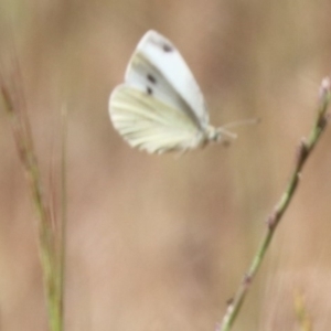 Pieris rapae at Franklin, ACT - 1 Nov 2023