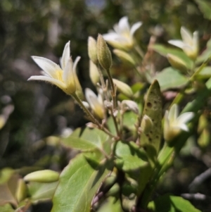 Clematis aristata at Harolds Cross, NSW - 1 Nov 2023 02:59 PM