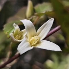 Clematis aristata at Harolds Cross, NSW - 1 Nov 2023 02:59 PM