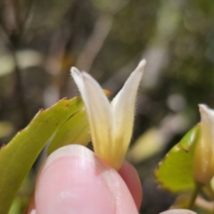 Clematis aristata at Harolds Cross, NSW - 1 Nov 2023 02:59 PM