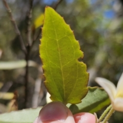 Clematis aristata at Harolds Cross, NSW - 1 Nov 2023 02:59 PM