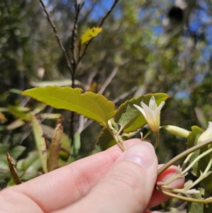 Clematis aristata at Harolds Cross, NSW - 1 Nov 2023 02:59 PM