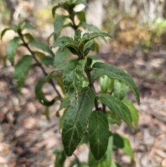 Prostanthera lasianthos (Victorian Christmas Bush) at QPRC LGA - 1 Nov 2023 by Csteele4