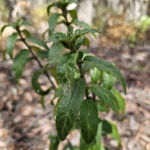 Prostanthera lasianthos at Harolds Cross, NSW - 1 Nov 2023 01:45 PM