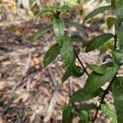 Prostanthera lasianthos at Harolds Cross, NSW - 1 Nov 2023 01:45 PM