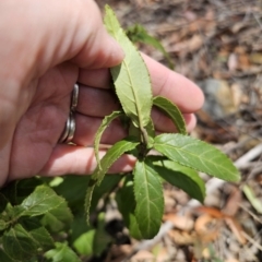 Prostanthera lasianthos at Harolds Cross, NSW - 1 Nov 2023 01:45 PM