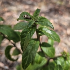 Prostanthera lasianthos at Harolds Cross, NSW - 1 Nov 2023 01:45 PM