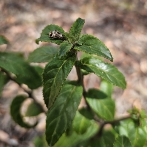 Prostanthera lasianthos at Harolds Cross, NSW - 1 Nov 2023 01:45 PM