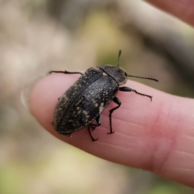 Lepispilus sp. (genus) (Yellow-spotted darkling beetle) at Tallaganda State Forest - 1 Nov 2023 by Csteele4