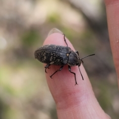 Pachycoelia sp. (genus) at Harolds Cross, NSW - 1 Nov 2023 03:24 PM