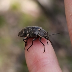 Pachycoelia sp. (genus) at Harolds Cross, NSW - 1 Nov 2023 03:24 PM