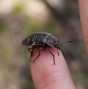 Lepispilus sp. (genus) at Harolds Cross, NSW - 1 Nov 2023