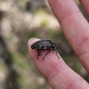 Lepispilus sp. (genus) at Harolds Cross, NSW - 1 Nov 2023