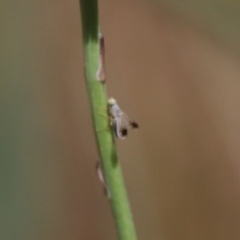 Trupanea (genus) (Fruit fly or seed fly) at North Mitchell Grassland  (NMG) - 31 Oct 2023 by HappyWanderer