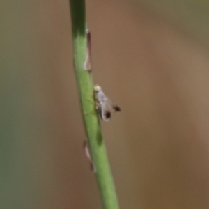 Trupanea (genus) at Franklin, ACT - 1 Nov 2023